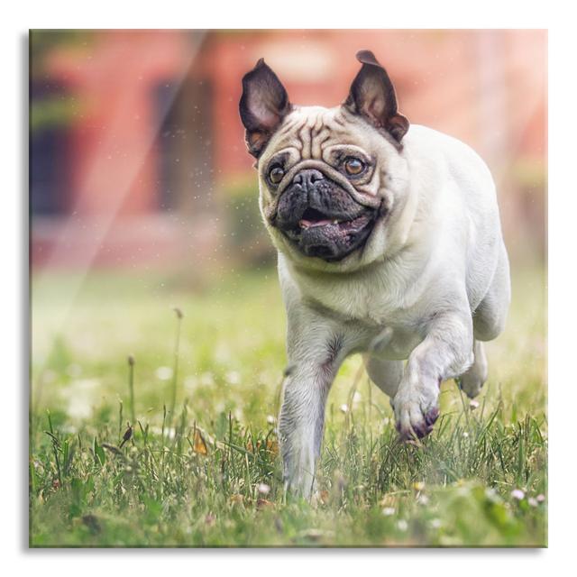 Running Pug - Unframed Photograph on Glass Ebern Designs Size: 60cm H x 60cm W x 0.4cm D on Productcaster.