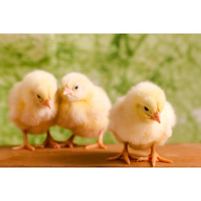 Beautiful Little Chickens by Milous - Wrapped Canvas Print Brambly Cottage Size: 30cm H x 46cm W on Productcaster.