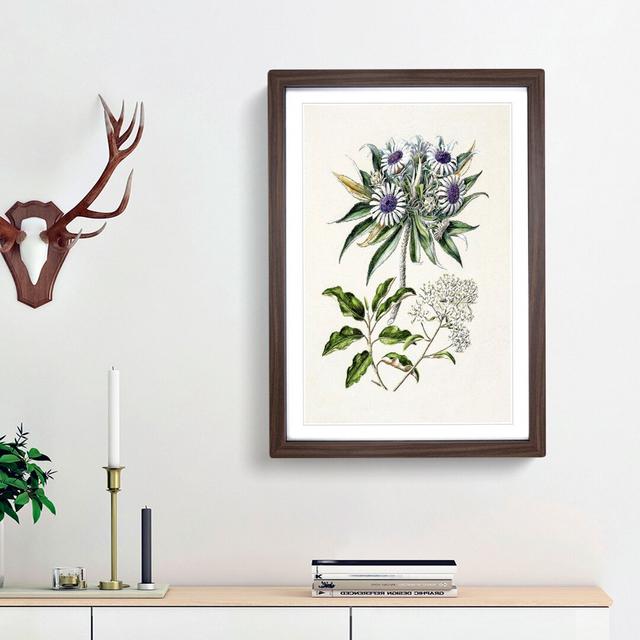 Muttonbird Scrub Flowers by Sarah Featon - Picture Frame Painting Print East Urban Home Frame Option: Walnut Framed, Size: 48cm H x 36cm W x 2cm D on Productcaster.