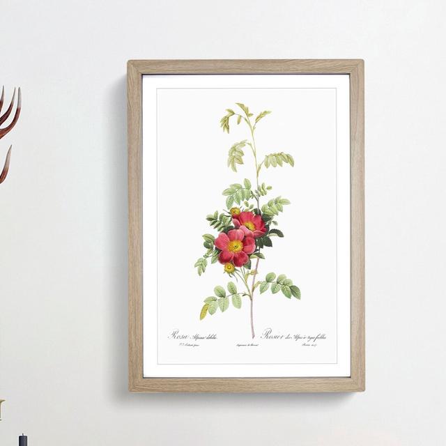 The Alpine Roses in Pink by Pierre-Joseph Redoute - Picture Frame Graphic Art Print East Urban Home Frame Option: Oak Framed, Size: 65cm H x 48cm W x on Productcaster.