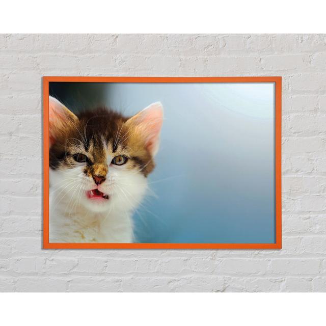 Kitten Cat Growl - Single Picture Frame Art Prints Brayden Studio Size: 42cm H x 59.7cm W x 2cm D on Productcaster.