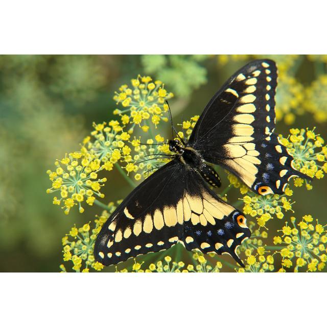 Freeda Ecuadorian Butterfly by Mumifikator - Wrapped Canvas Print Brambly Cottage Size: 51cm H x 76cm W x 3.8cm D on Productcaster.