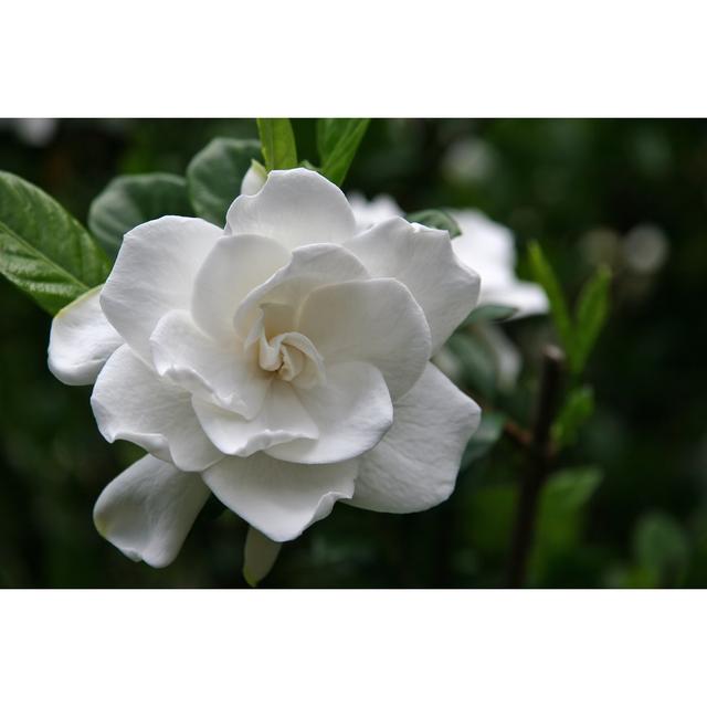 Gardenia Bloom by Jilllang - Wrapped Canvas Photograph Ebern Designs Size: 81Cm H x 122Cm W on Productcaster.