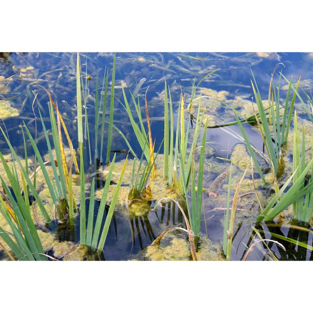 Algae Bloom Pond - Wrapped Canvas Photograph 17 Stories Size: 30cm H x 46cm W on Productcaster.