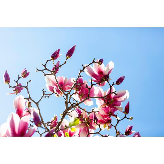 Magnolia Flowers And Buds - Print 17 Stories Size: 30cm H x 46cm W x 3.8cm D on Productcaster.