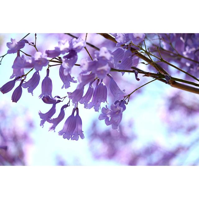 Jacaranda by Miwa_in_oz - Wrapped Canvas Print Ebern Designs Size: 30cm H x 46cm W x 3.8cm D on Productcaster.