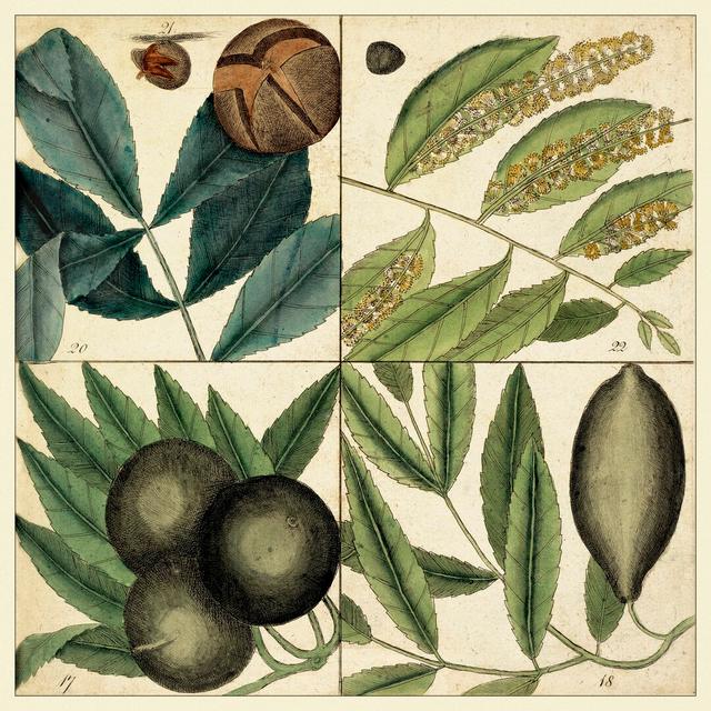 Catesby Leaf Quadrant IV by Mark Catesby - Wrapped Canvas Painting Brambly Cottage Size: 122cm H x 122cm W on Productcaster.