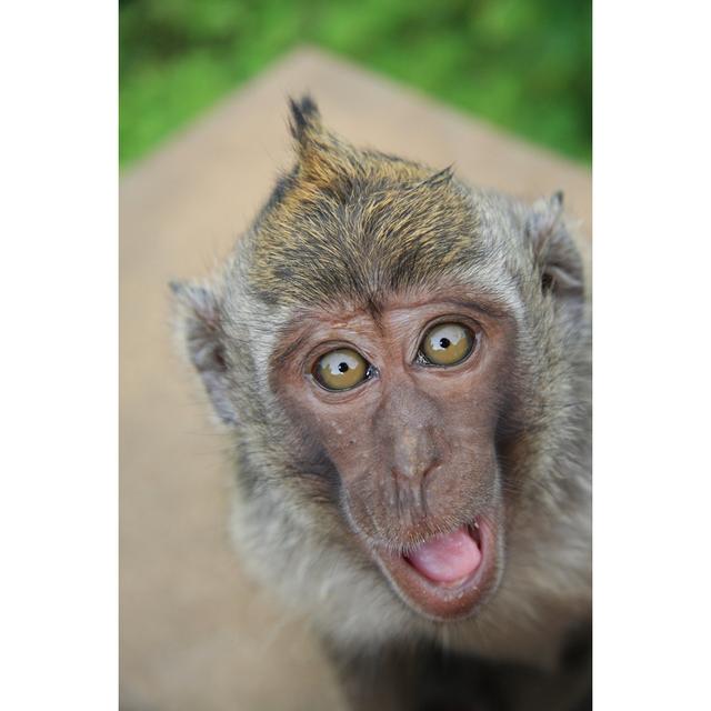 Happy Monkey by Dvu2005 - Wrapped Canvas Photograph 17 Stories Size: 91cm H x 61cm W on Productcaster.