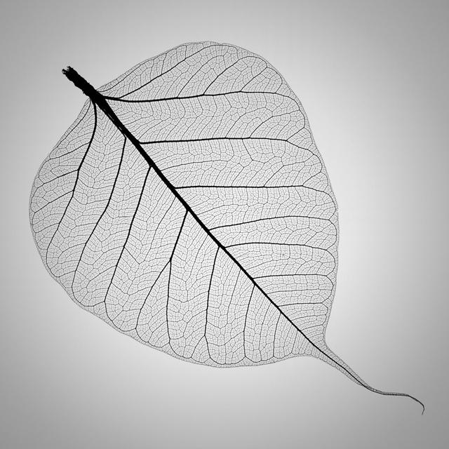 Perfect Transparent Leaf by Crossbrain66 - Print Marlow Home Co. Size: 30cm H x 30cm W on Productcaster.