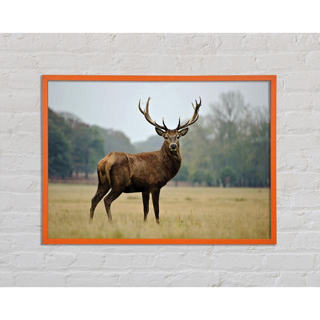 Ravenstein Red Deer Beauty - Single Picture Frame Art Prints Union Rustic Size: 59.7cm H x 84.1cm W x 2cm D on Productcaster.