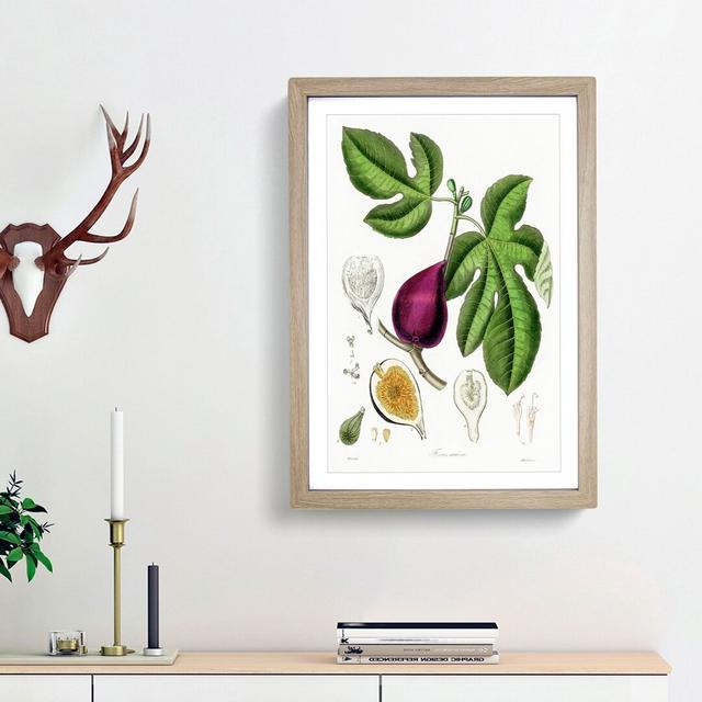 Fig Tree Illustration - Picture Frame Painting Print East Urban Home Size: 91cm H x 60cm W x 2cm D, Frame Option: Oak on Productcaster.