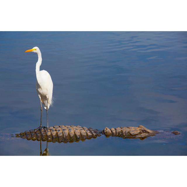 Unseen Danger; Bird Stands On Alligator's Back by JamesBrey - No Frame Print on Canvas 17 Stories Size: 30cm H x 46cm W on Productcaster.