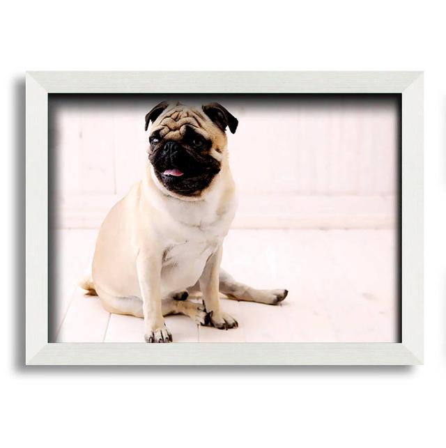 Pug Dog - Single Picture Frame Art Prints Brayden Studio Size: 42cm H x 59.7cm W x 10cm D, Format: White Framed Paper on Productcaster.