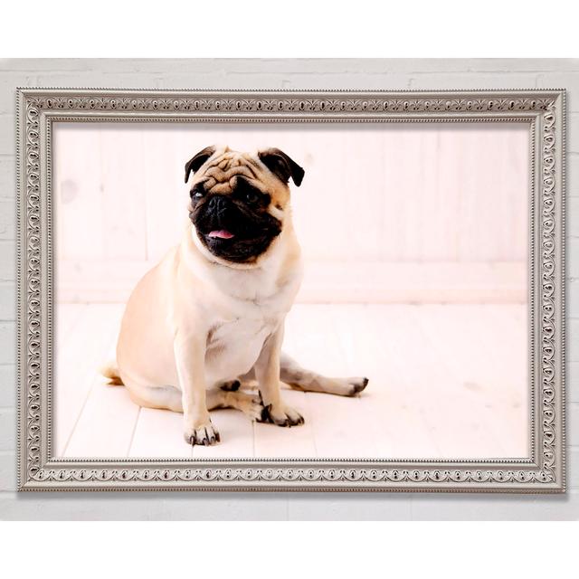 Pug Dog - Single Picture Frame Art Prints Bright Star Size: 21cm H x 29.7cm W x 3cm D on Productcaster.