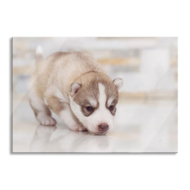 Husky Puppy - Unframed Photograph on Glass Brayden Studio Size: 70cm H x 100cm W x 0.4cm D on Productcaster.