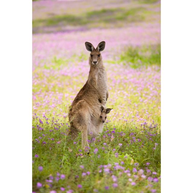 Kangaroo And Joey by Mburt - Print 17 Stories Size: 46cm H x 30cm W on Productcaster.