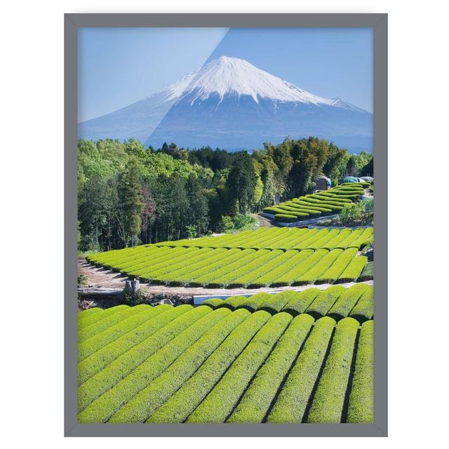 Tea Fields Before Fuji - Picture Frame Graphic Art August Grove Size: 100cm H x 70cm W x 2cm D, Frame Option: Grey Framed on Productcaster.