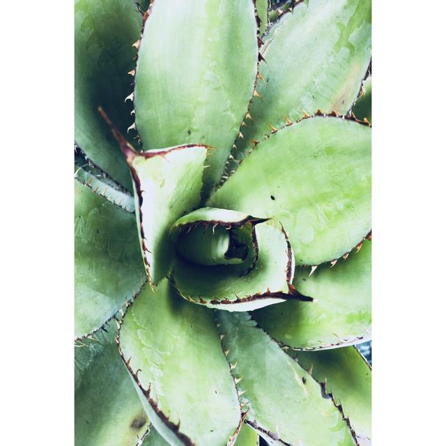 Green Tropical Succulent VI by Irena Orlov - Wrapped Canvas Photograph 17 Stories Size: 30cm H x 20cm W on Productcaster.