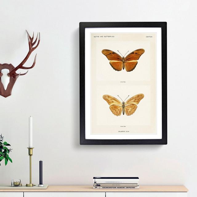 Julia Butterfly by S.F. Denton - Picture Frame Graphic Art Print East Urban Home Frame Option: Black Framed, Size: 65cm H x 48cm W x 2cm D on Productcaster.