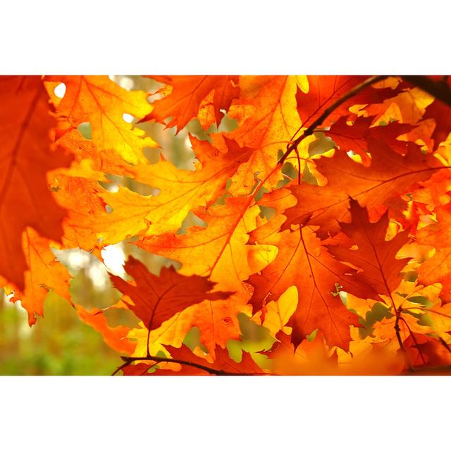 Autumn Leaves by Konradlew - Print 17 Stories Size: 61cm H x 91cm W on Productcaster.