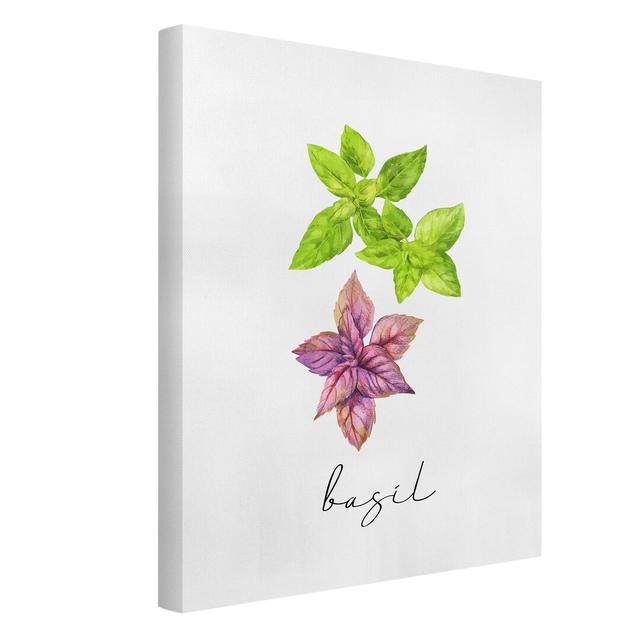 Herbal Illustration Of Basil - Wrapped Canvas Rectangle Graphic Art on Canvas Rosalind Wheeler Size: 40cm H x 30cm W on Productcaster.