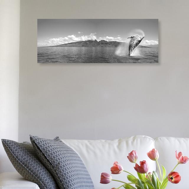 Breaching Humpback Whale Black And White by David Fleetham - Wrapped Canvas Panoramic Print East Urban Home Size: 25.4cm H x 76.2cm W x 3.81cm D on Productcaster.