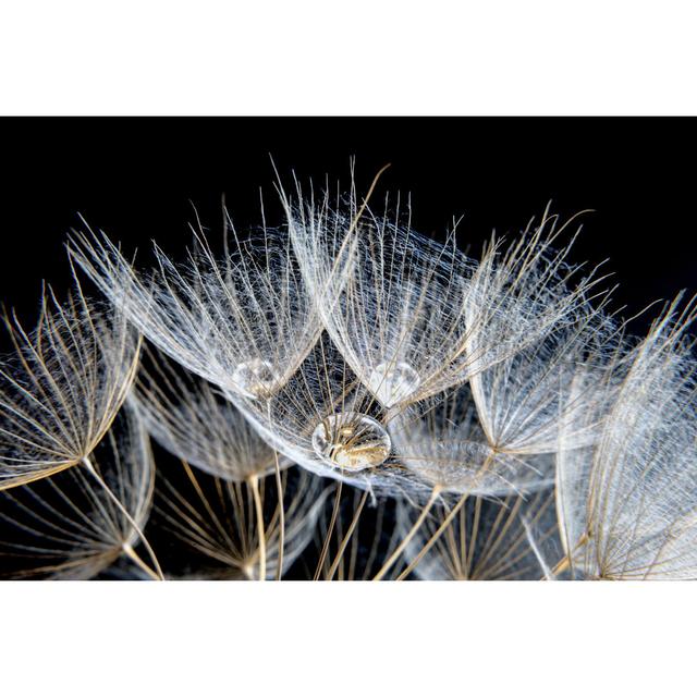 Dandelion by Ihsanyildizli - No Frame Print on Canvas 17 Stories Size: 30cm H x 46cm W on Productcaster.