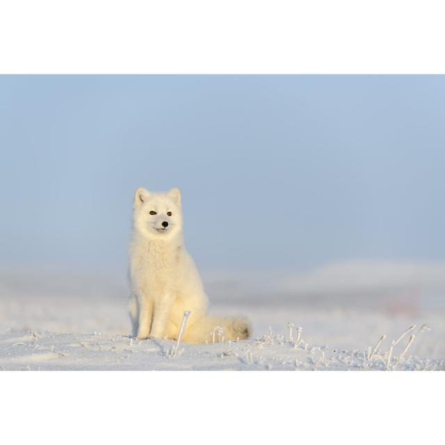 Arctic Fox by - Wrapped Canvas Photograph 17 Stories Size: 81cm H x 122cm W on Productcaster.