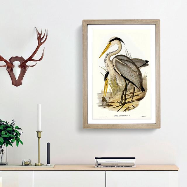 Great Grey Herons by Elizabeth Gould - Picture Frame Painting Print East Urban Home Size: 48cm H x 36cm W x 2cm D, Frame Option: Oak Framed on Productcaster.