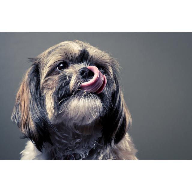 Portrait Of Shih Tzu - Print Alpen Home Size: 30cm H x 46cm W on Productcaster.