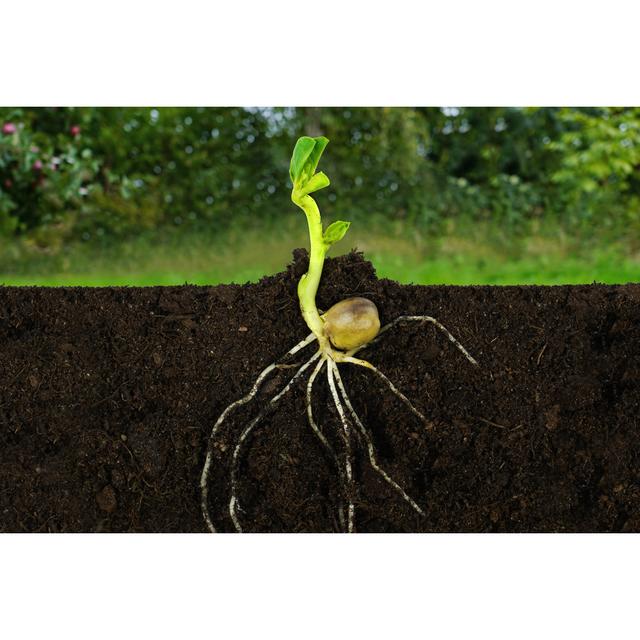 Growing Sprout Plant by Hayatikayhan - Wrapped Canvas Photograph Marlow Home Co. Size: 20cm H x 30cm W on Productcaster.