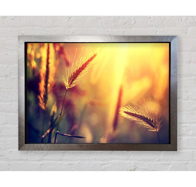 Summer Wheat Field in Silveren Light - Single Picture Frame Art Prints Bright Star Size: 42.1cm H x 59.7cm W x 3.4cm D on Productcaster.