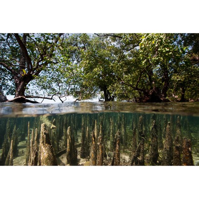 Mangroves At High Tide by Ifish - No Frame Art Prints on Canvas Alpen Home Size: 20cm H x 30cm W on Productcaster.