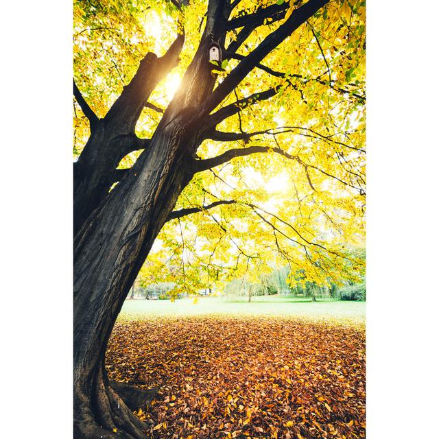 Autumn Tree In The Park by Borchee - Wrapped Canvas Art Prints EUPixxprint_Getty Size: 60cm H x 40cm W on Productcaster.