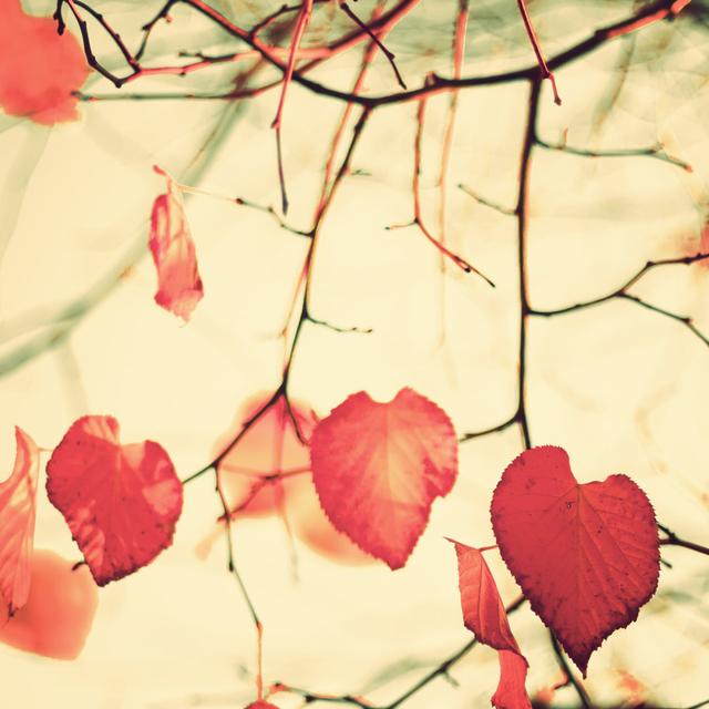 Autumn Leaves by Andreka - Wrapped Canvas Photograph 17 Stories Size: 30cm H x 30cm W x 3.8cm D on Productcaster.