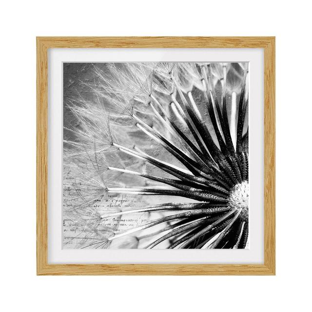 Dandelion Framed Photographic Print Poster in Black and White East Urban Home Rahmenoptionen: Naturbelassenes Eiche, Size: 70 cm H x 70 cm B on Productcaster.