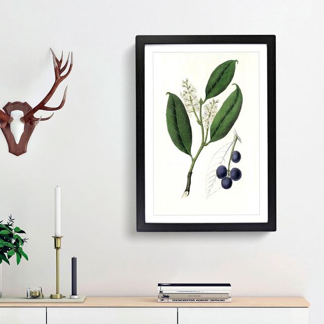 Cherry Laurel Flowers Illustration - Picture Frame Painting Print East Urban Home Frame Option: Black Framed, Size: 65cm H x 48cm W x 2cm D on Productcaster.