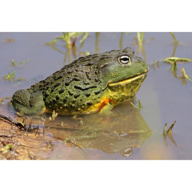 African Giant Bullfrog 17 Stories Size: 20cm H x 30cm W on Productcaster.