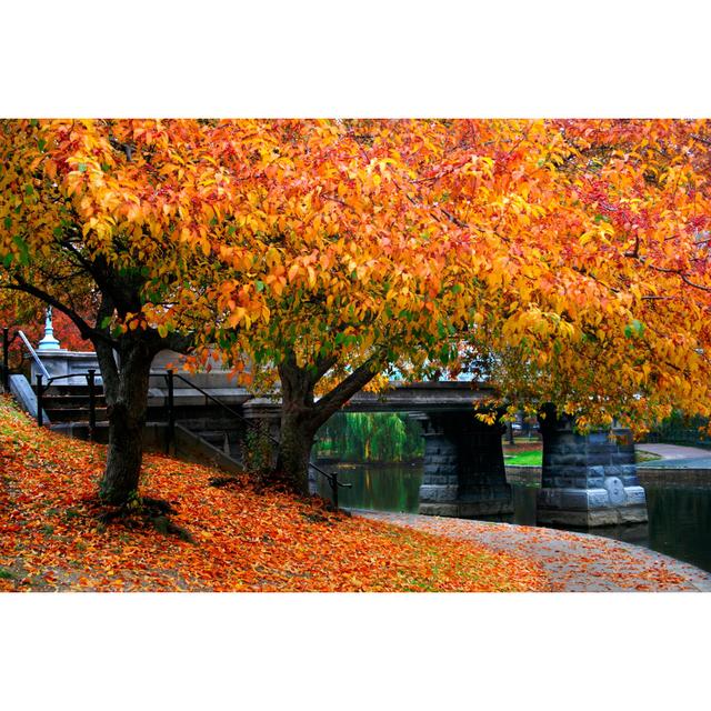 Autumn Trees by Coleong - Wrapped Canvas Print 17 Stories Size: 30cm H x 46cm W on Productcaster.