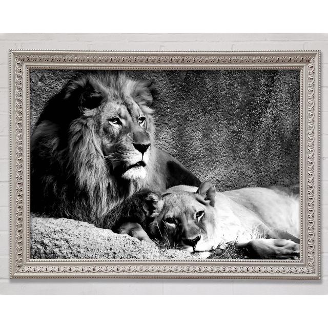 Lion Family Bond Framed Print Bright Star Size: 59.7cm H x 84.1cm W x 3cm D on Productcaster.