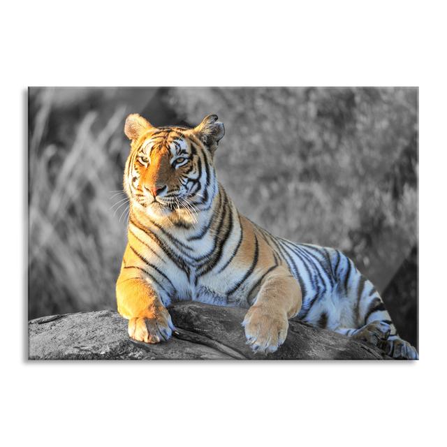 Beautiful, Proud Tiger - Unframed Photograph on Glass Brayden Studio Size: 70cm H x 100cm W x 0.4cm D on Productcaster.