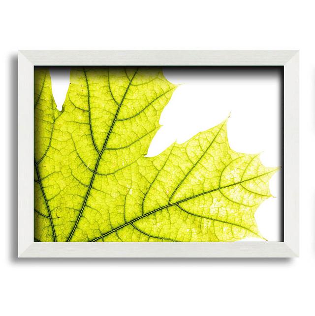 Magnificent Leaf - Single Picture Frame Art Prints Latitude Run Size: 29.7cm H x 42cm W on Productcaster.