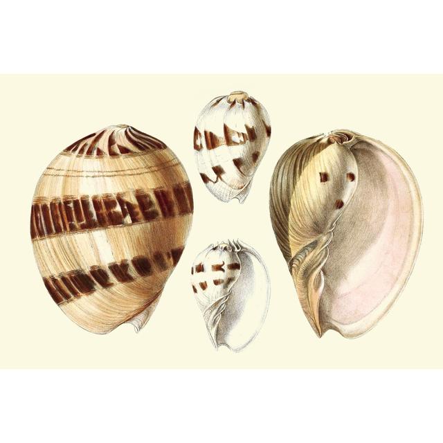 Splendid Shells VII House of Hampton Size: 30cm H x 46cm W x 3.8cm D on Productcaster.