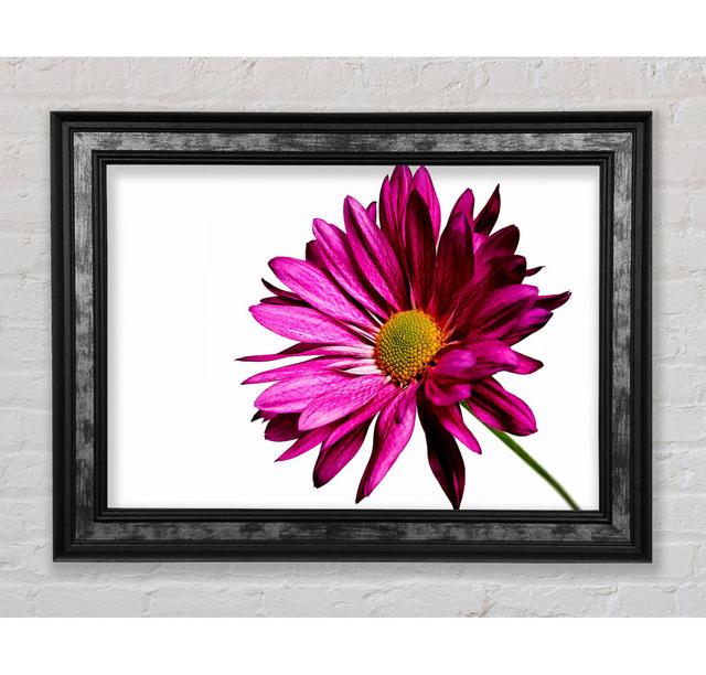 Single Cerise Daisy - Single Picture Frame Art Prints Bright Star Size: 84.1cm H x 142.2cm W x 8cm D on Productcaster.