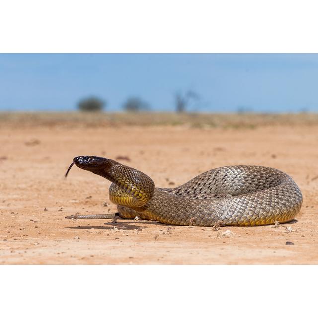 Inland Taipan by Ken Griffiths - Wrapped Canvas Photograph 17 Stories Size: 51cm H x 76cm W on Productcaster.