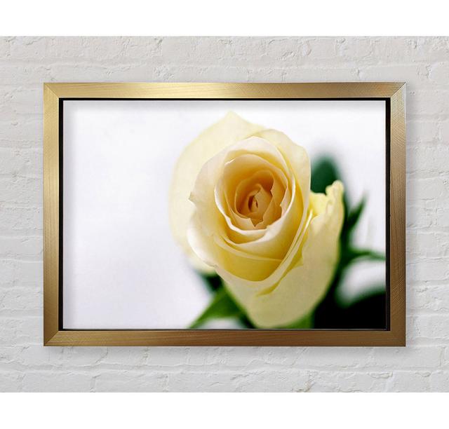 Single Cream Rose - Single Picture Frame Art Prints Bright Star Size: 100cm H x 141.4cm W x 3.4cm D on Productcaster.