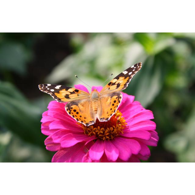 Butterfly - Wrapped Canvas Photograph Brambly Cottage Size: 60cm H x 90cm W x 1.8 cm D on Productcaster.