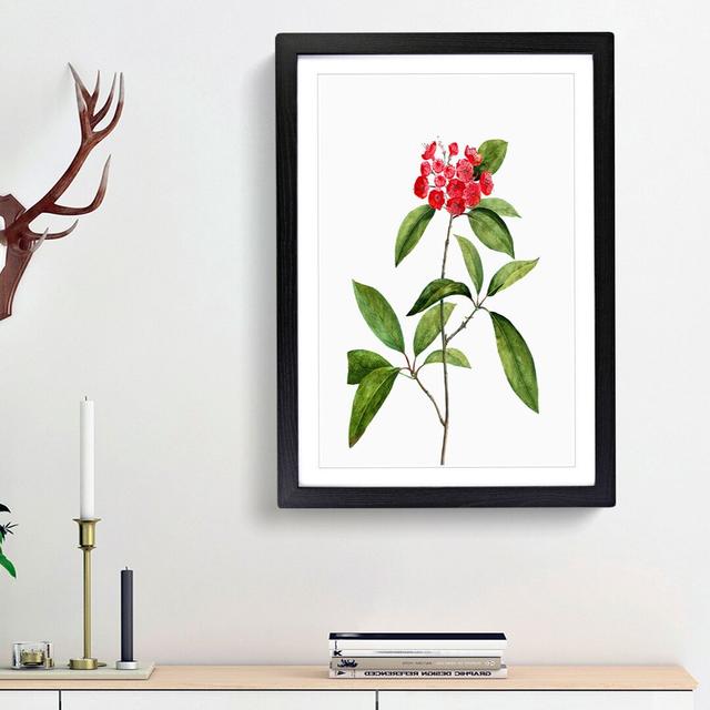 Mountain Laurel Tree Flowers by Pierre-Joseph Redoute - Picture Frame Painting Print East Urban Home Frame Option: Black Framed, Size: 65cm H x 48cm W on Productcaster.