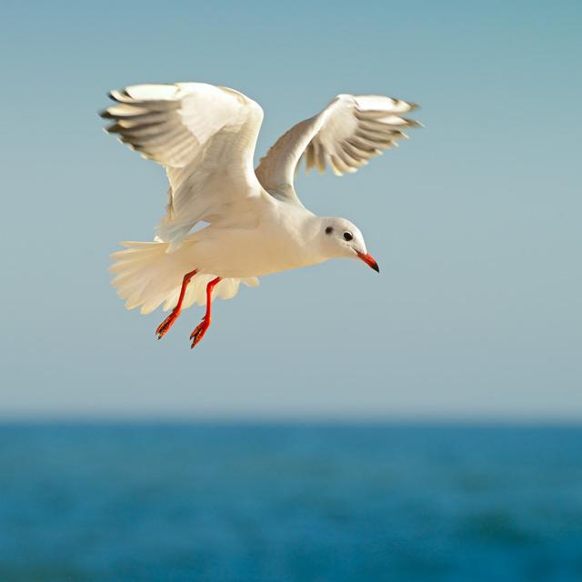 Seagull In Flight Highland Dunes Size: 30cm H x 30cm W x 3.8cm D on Productcaster.