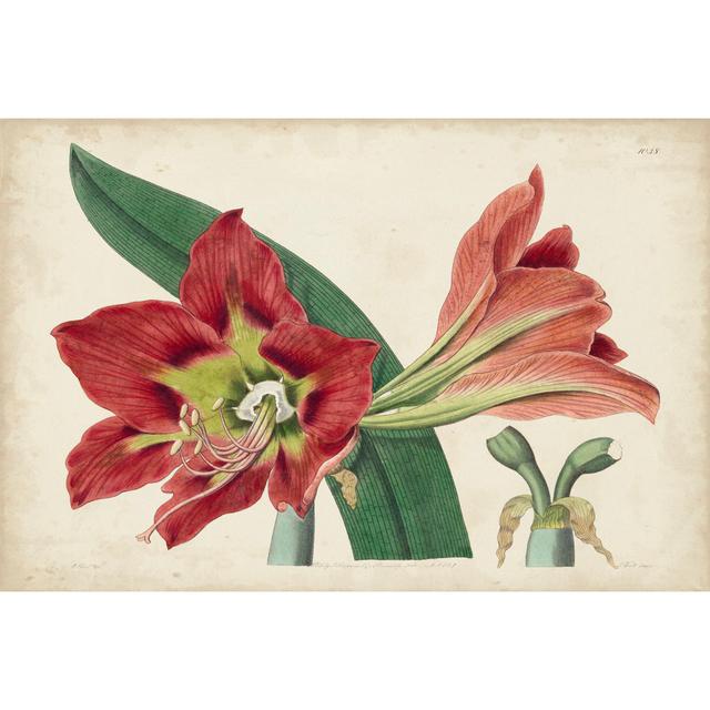 Amaryllis Splendor I by Curtis - Wrapped Canvas Graphic Art August Grove Size: 61cm H x 91cm W x 3.8cm D on Productcaster.